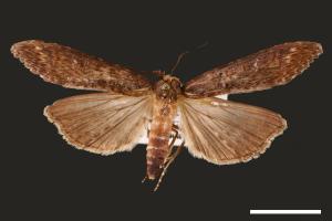 Lophoptera longipennis[00003871]