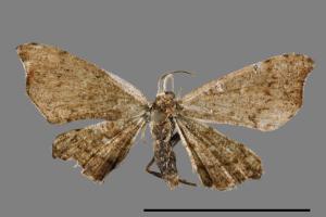 Chundana emarginata[凹緣雙尾蛾][00012724]