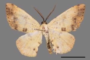 Lophobates inchoata[褐緣黃尺蛾][00052973]