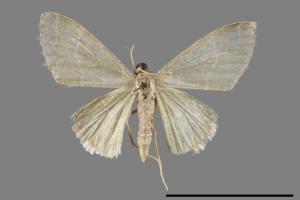 <已分類>Genus：Idaea[00039473]