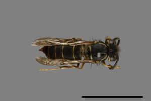 Vespula flaviceps[細黃胡蜂][00073064]