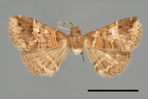 <已分類>Genus：Bertula[00102820]