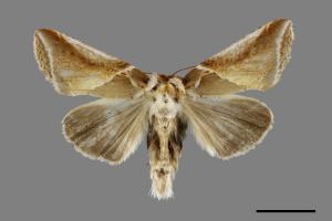 Habrosyne fraterna chekiangensis[費浩波紋蛾][00071086]