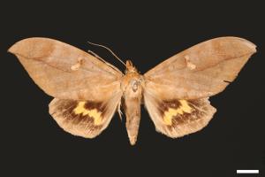 Phyllodes eyndhovii[黃帶擬葉夜蛾][00005127]