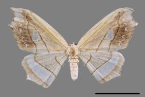 Leucobrepsis excisa[四窗帶鉤蛾][00060113]