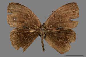 Mycalesis francisca formosana[小蛇目蝶][00051245]