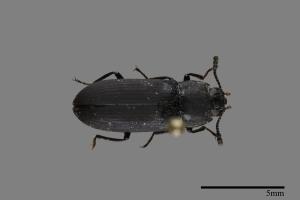 <已分類>Family：Tenebrionidae[擬步行蟲科][00093231]