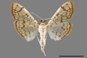 Haritalodes derogatus[00068844]