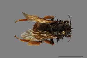 Bombus eximius[精選熊蜂][00087803]