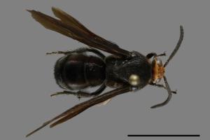 Scolia clypeata pseudovollenhoveni[00119356]