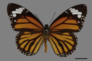 Danaus genutia[黑脈樺斑蝶][00094007]