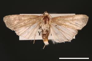 Spodoptera exigua[甜菜夜蛾][00002756]