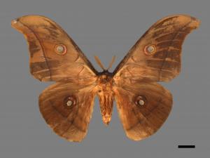 Antheraea pernyi[姬透目天蠶蛾][00016235]