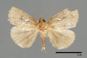 Hypena albopunctalis[00009824]