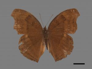 Junonia iphita[黑擬蛺蝶][00088033]