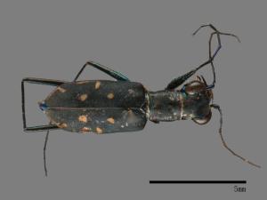 Cylindera kaleea[00054141]