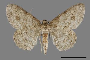 <已分類>Genus：Ectropis[00092457]