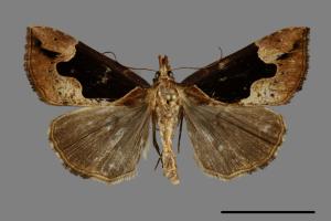 <已分類>Genus：Hypena[00094973]