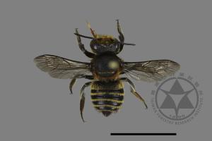 Megachile taiwanicola[台灣切葉蜂][00104815]