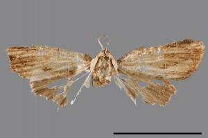 <已分類>Family：Noctuidae[夜蛾科][00004059]