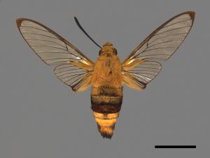 Cephonodes hylas[大透翅天蛾][00088381]