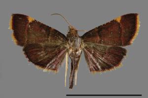 <已分類>Genus：Herculia[00029746]