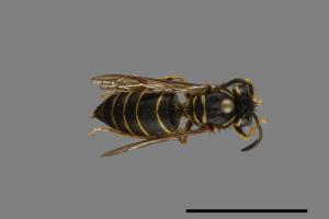 Vespula flaviceps[細黃胡蜂][00073387]