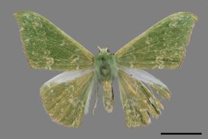 Tanaorhinus formosanus[單點鐮翅青尺蛾][00019840]