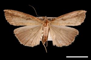 Hypena longipennis[00009662]