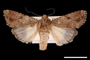 Spodoptera mauritia acronyctoides[灰翅夜蛾][00002733]