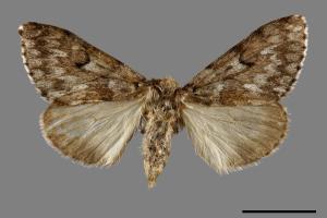 Lymantria umbrifera[L紋灰毒蛾][00057653]