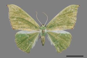 Tanaorhinus formosanus[單點鐮翅青尺蛾][00019841]