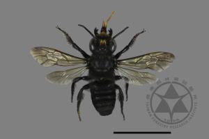 Megachile atrata[00197182]