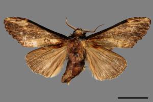 Hexafrenum leucodera yamamotoi[吉本氏異齒舟蛾 (明白頸異齒舟蛾)][00059291]