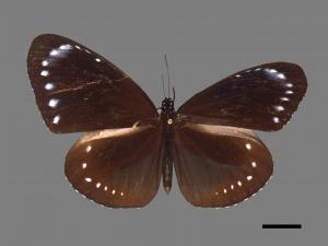 Euploea tulliolus koxinga[小紫斑蝶][00090404]