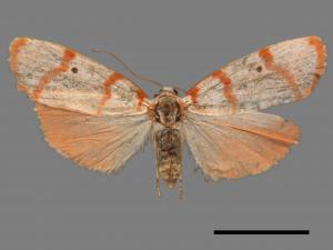 Cyana hamata[優雪苔蛾][00047663]