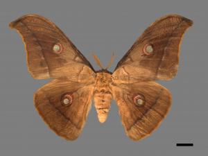 Antheraea pernyi[姬透目天蠶蛾][00016234]