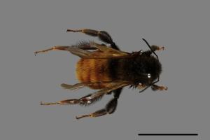 Bombus bicoloratus[雙色熊蜂][00074680]