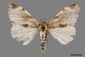 Pida decolorata maculosa[灰白毒蛾][00051813]