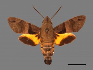 Macroglossum sitiene[膝帶長喙天蛾][00016937]