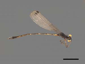 Lestes praemorsus decipiens[隱紋絲蟌][00104000]