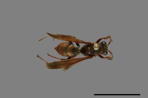 Polistes eboshinus[姬長腳蜂][00072795]