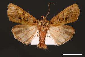 Euplexidia pallidivirens[00001908]