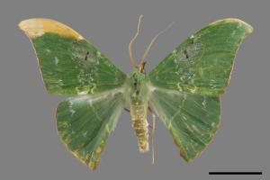 Tanaorhinus viridiluteatus[雙點鐮翅青尺蛾][00019845]