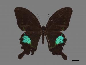 Papilio hermosanus[琉璃紋鳳蝶][00027534]