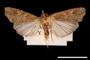 Spodoptera exigua[甜菜夜蛾][00021832]