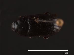 Alphitobius diaperinus[外米擬步行蟲][00054288]