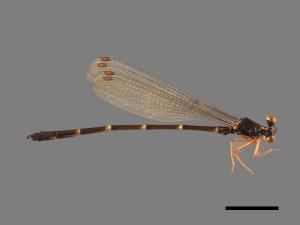 Rhipidolestes aculeatus aculeatus[芽痣蹣蟌][00104047]