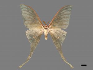 Actias selene ningpoana[長尾水青蛾][00016330]