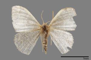 <已分類>Genus：Idaea[00037458]